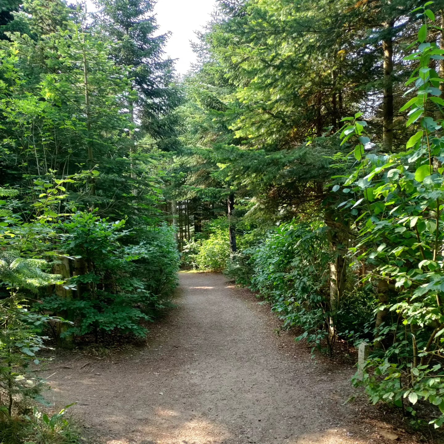 Inner pathway between the trees