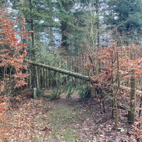 Tree fell over the pathway